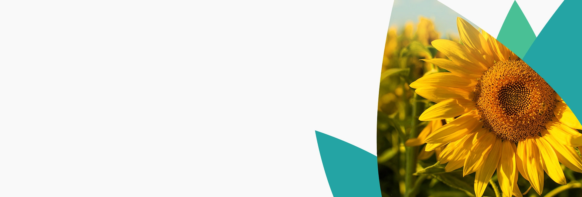 baner-dobrostan-talenty-str-vulcan-0725.jpg